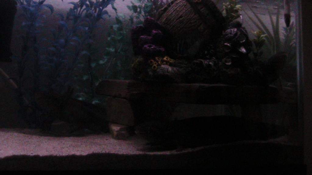 axies 4 018
all 3 posing lol