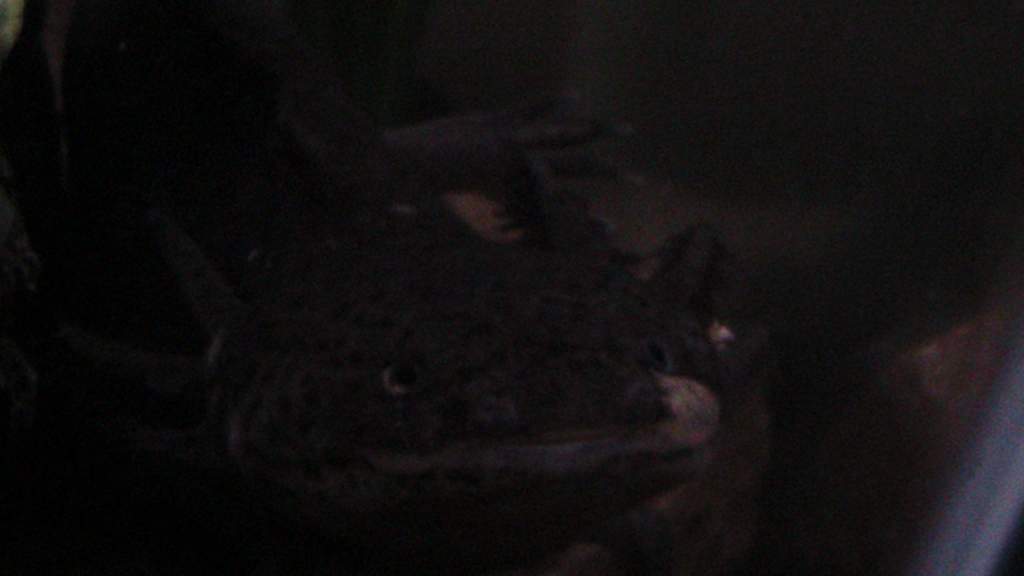 axies 4 023
freckles