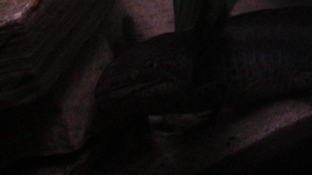 axies 4 024
toothless
