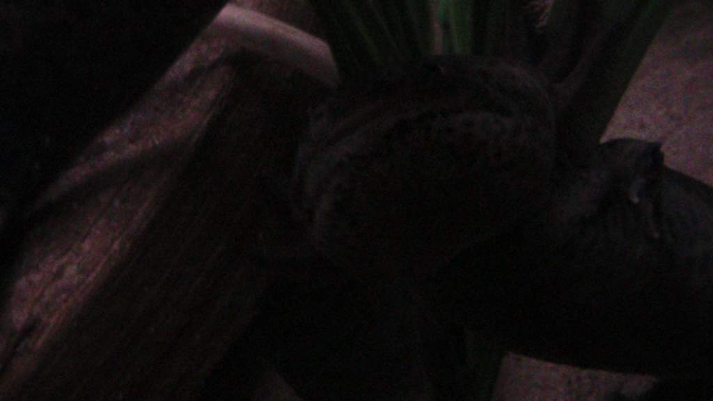 axies 4 026 
toothless gettin his chin close up