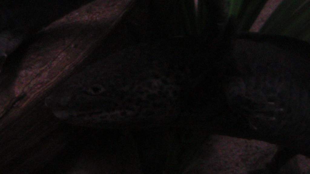 axies 4 028
toothless