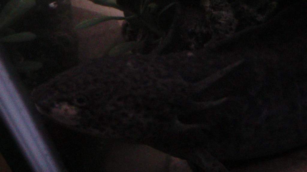 axies 4 029
freckles