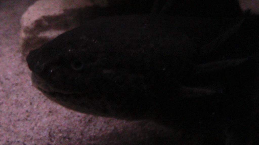 axies 4 030
mym
