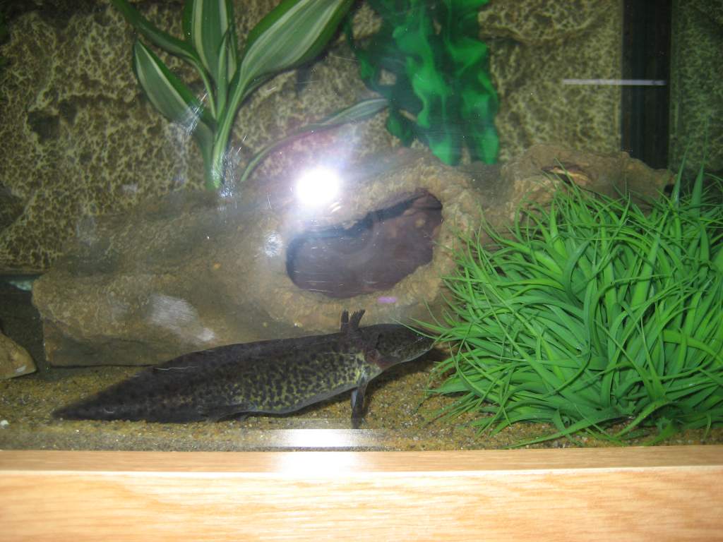 axies new tank 103