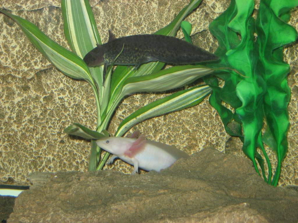 axies tank again 012