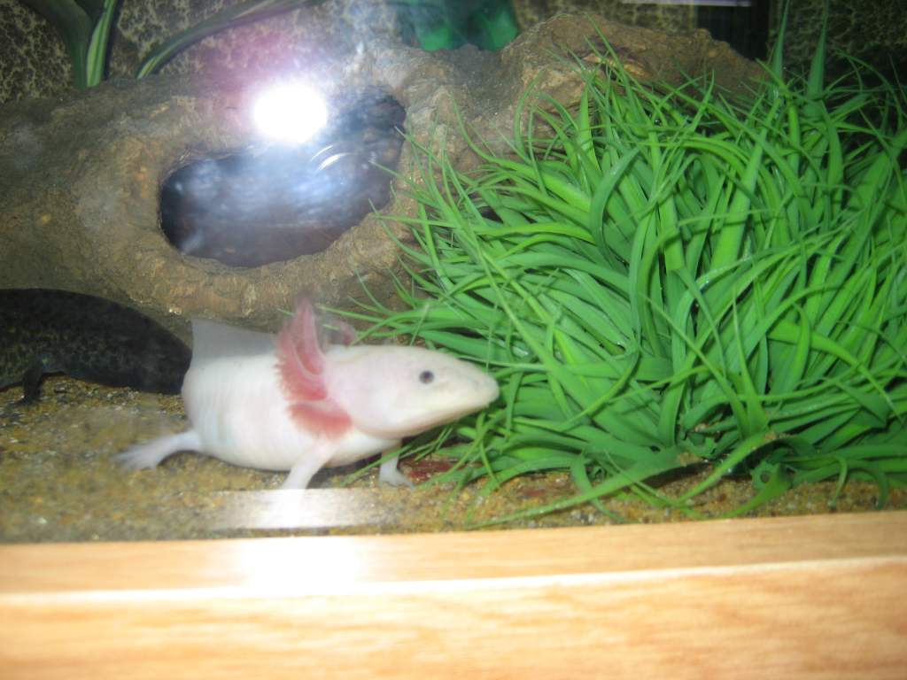 axies & towersey 009