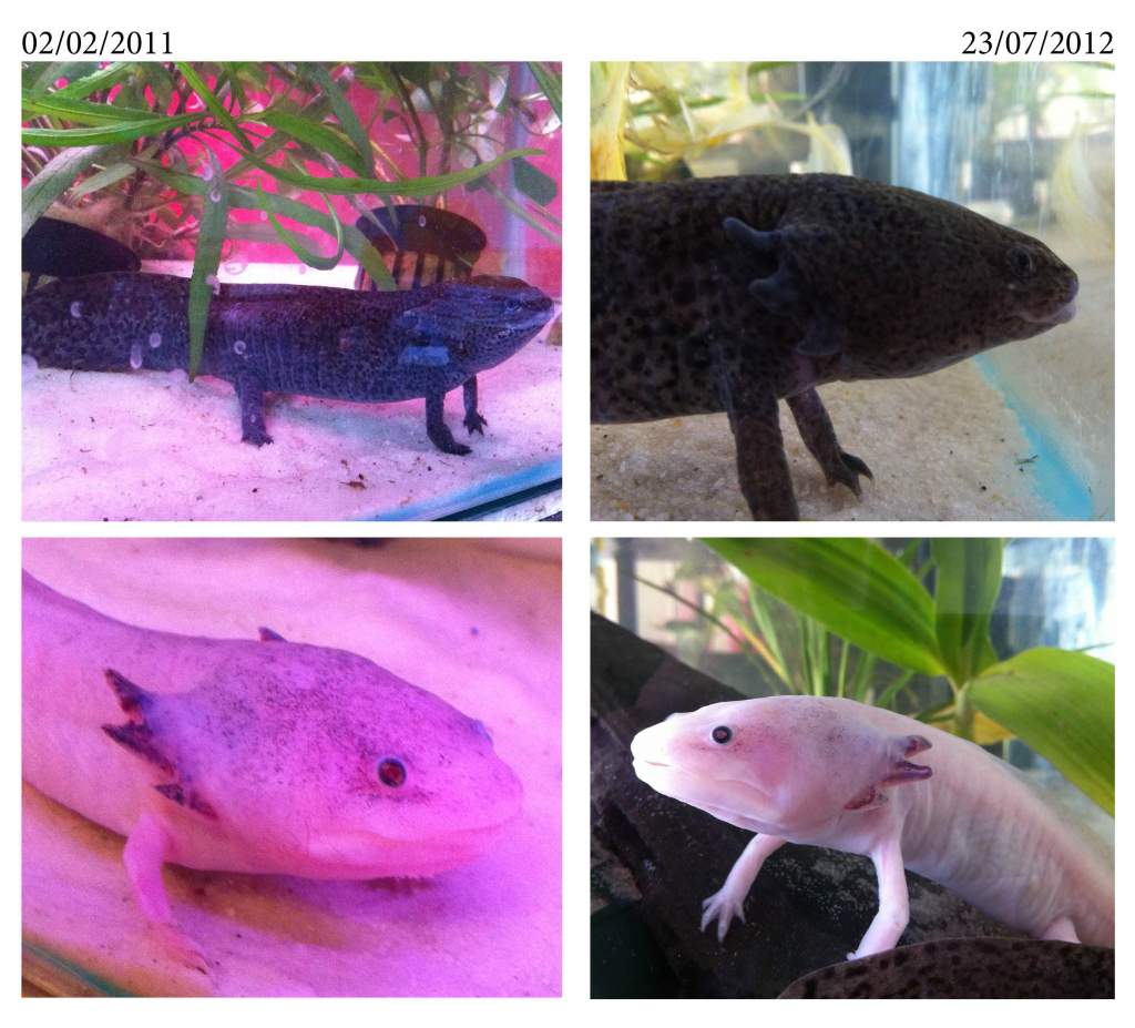 axies