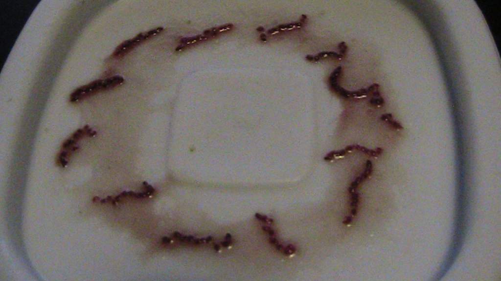 axiew5 004
blood worms cut in small peices