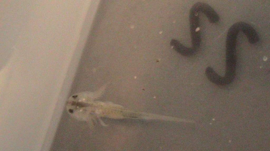 axiew5 016
very hungry- oh my i see arms!!