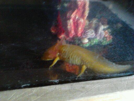 Axle eating dinner - starting to wonder when i will know if axle is a boy or a girl