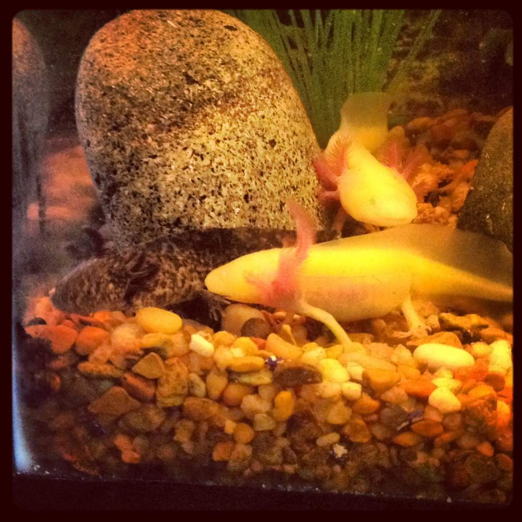 Axle Slash & Rose