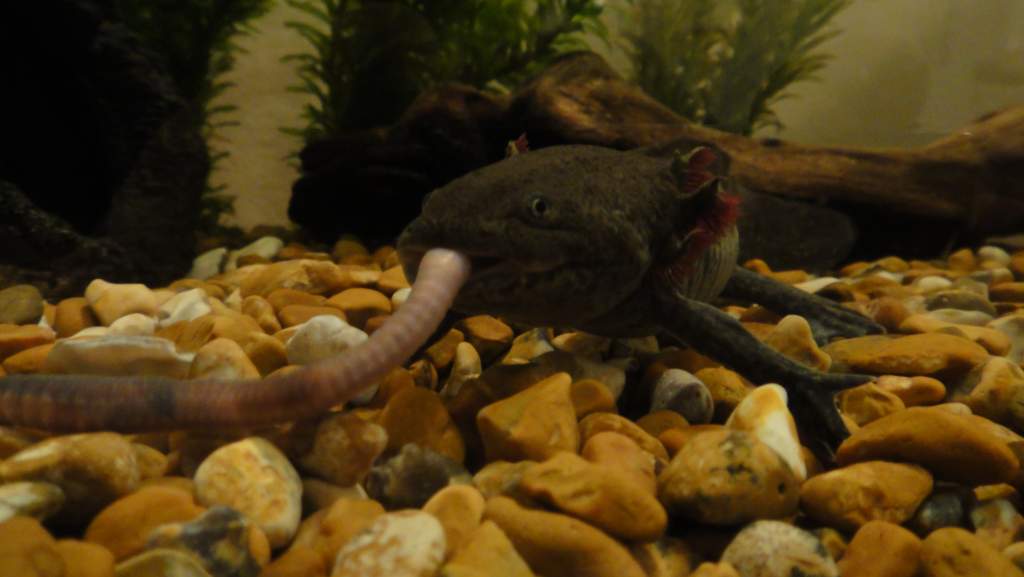 Axle's 1st worm :D