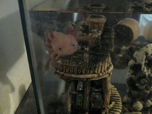 Axolotl 026