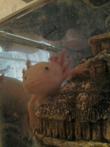 Axolotl 028