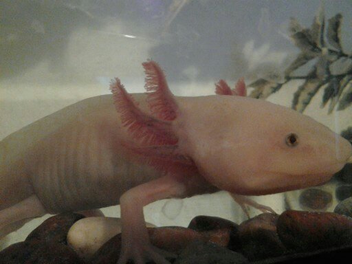 Axolotl 032
