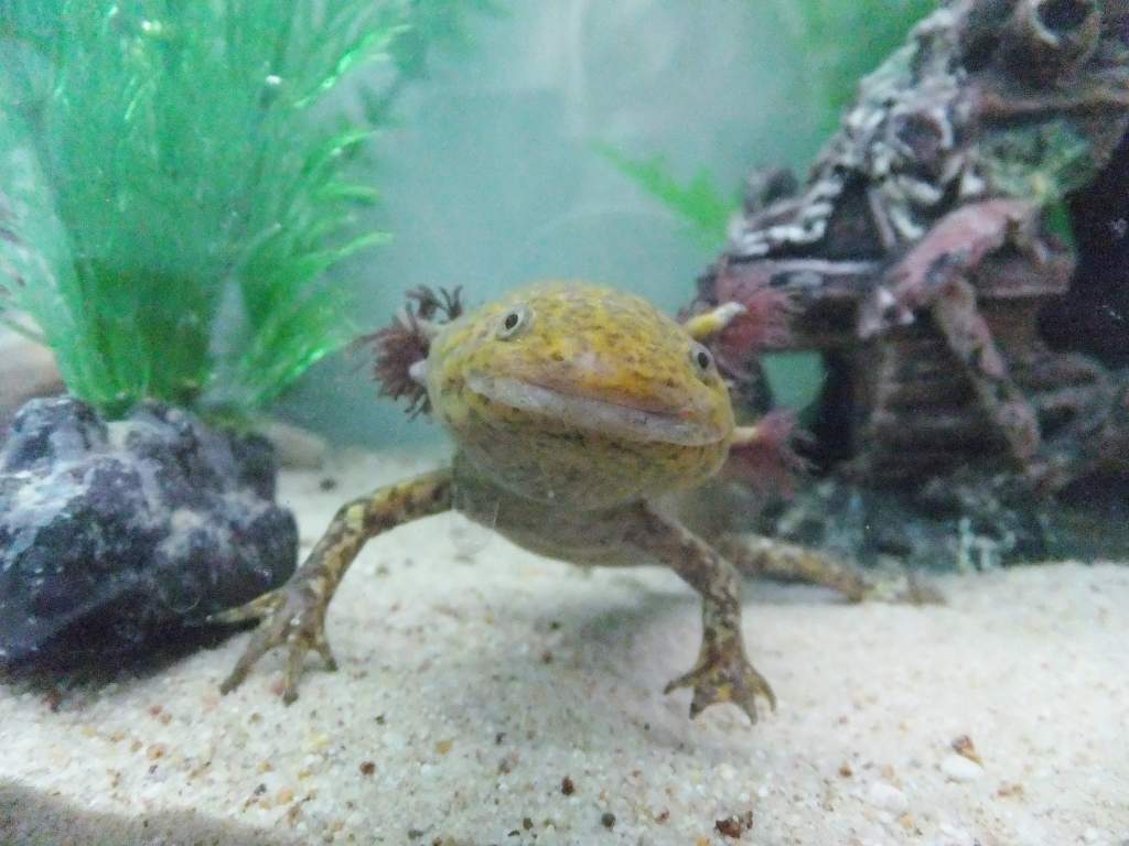 axolotl 132