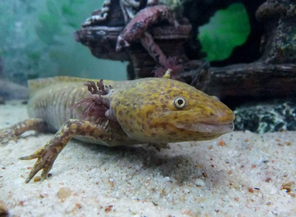 axolotl 134