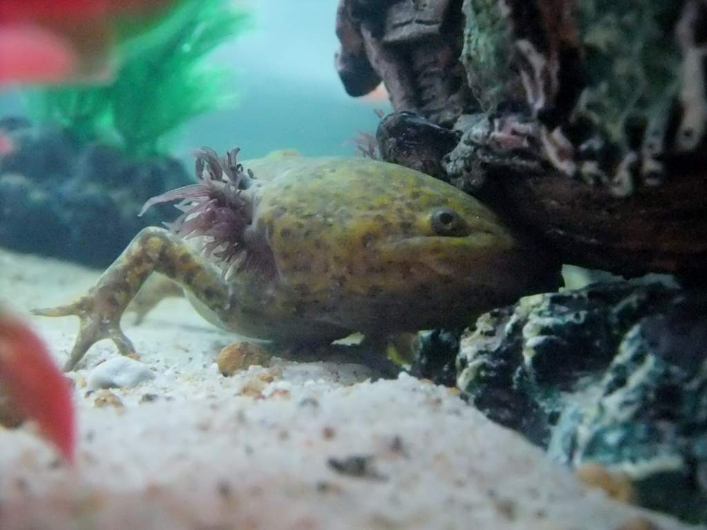 axolotl 136