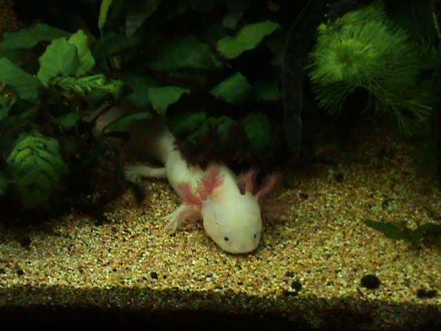 AXOLOTL ALBINO