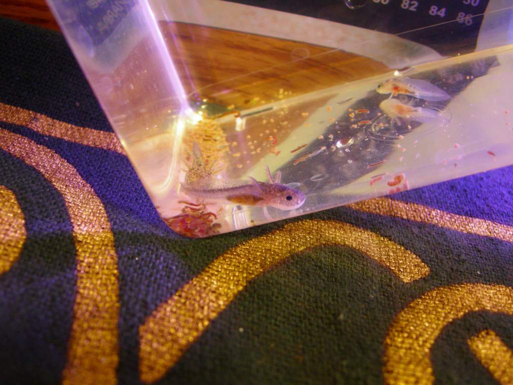 Axolotl babies 1 08 13 002