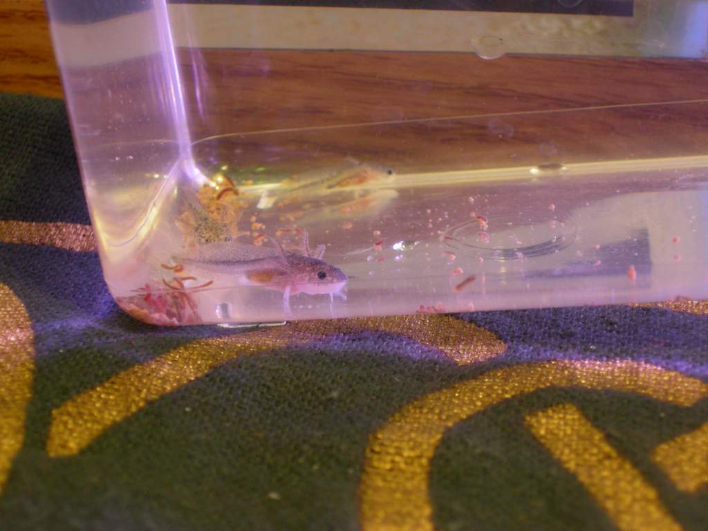 Axolotl babies 1 08 13 006