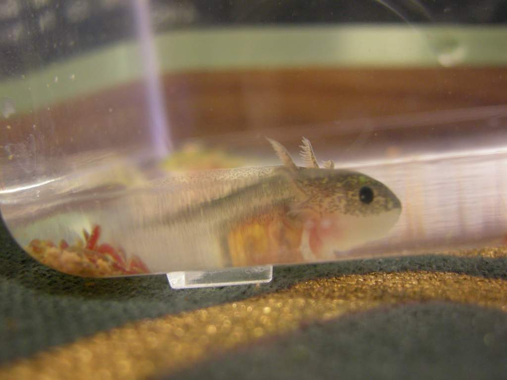 Axolotl babies 1 08 13 013