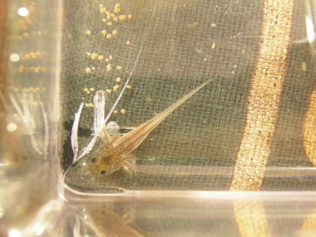 Axolotl babies 1 08 13 019