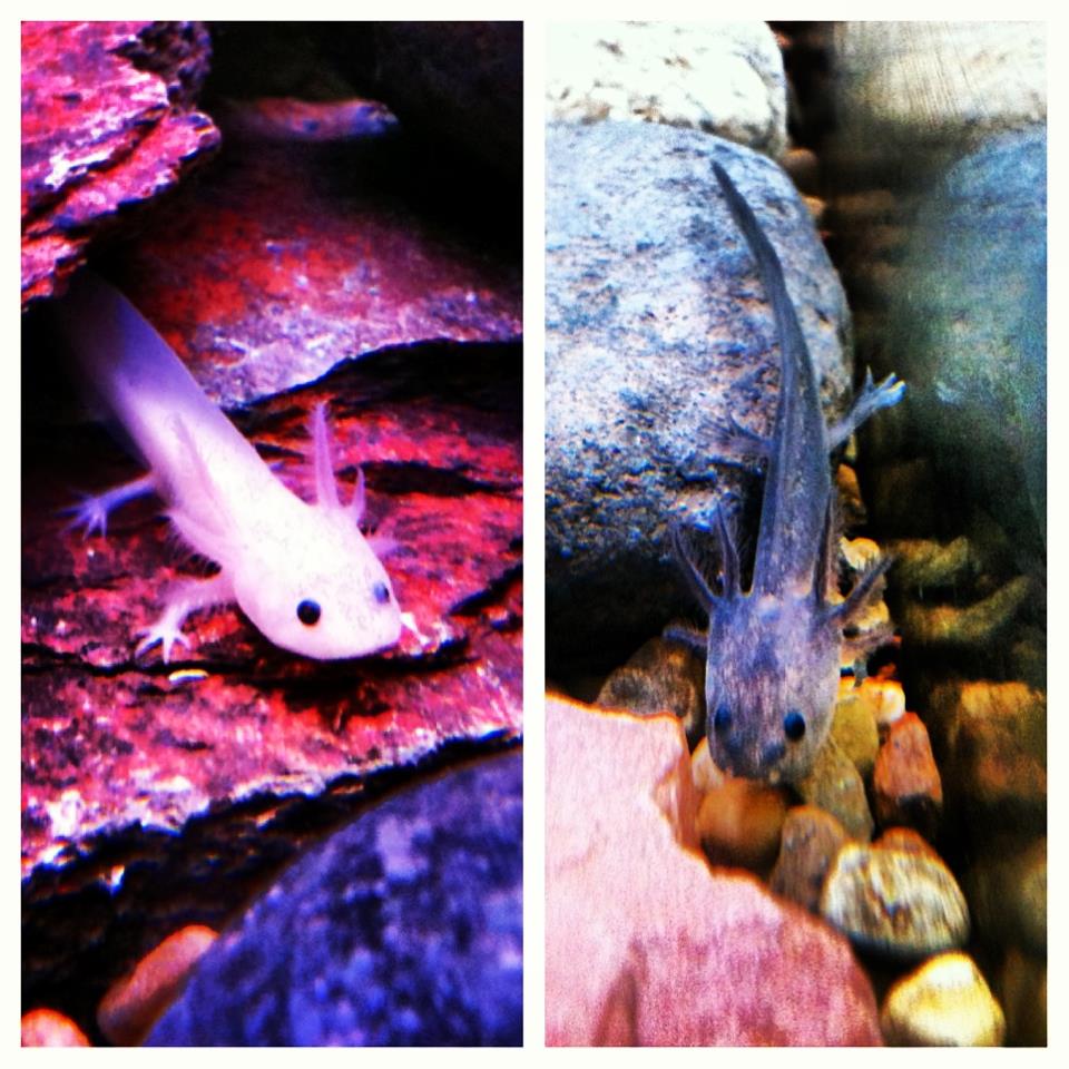Axolotl babies, December 2012