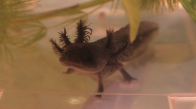 Axolotl baby - 2.5in - Name: Little Blackie