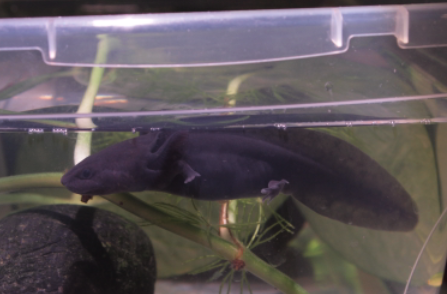 Axolotl baby - 2.5in - Name: Little Blackie