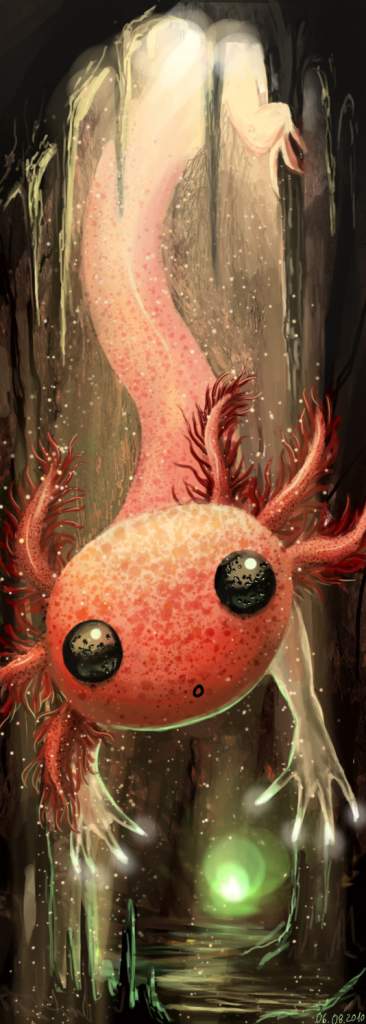 Axolotl by Javamoos