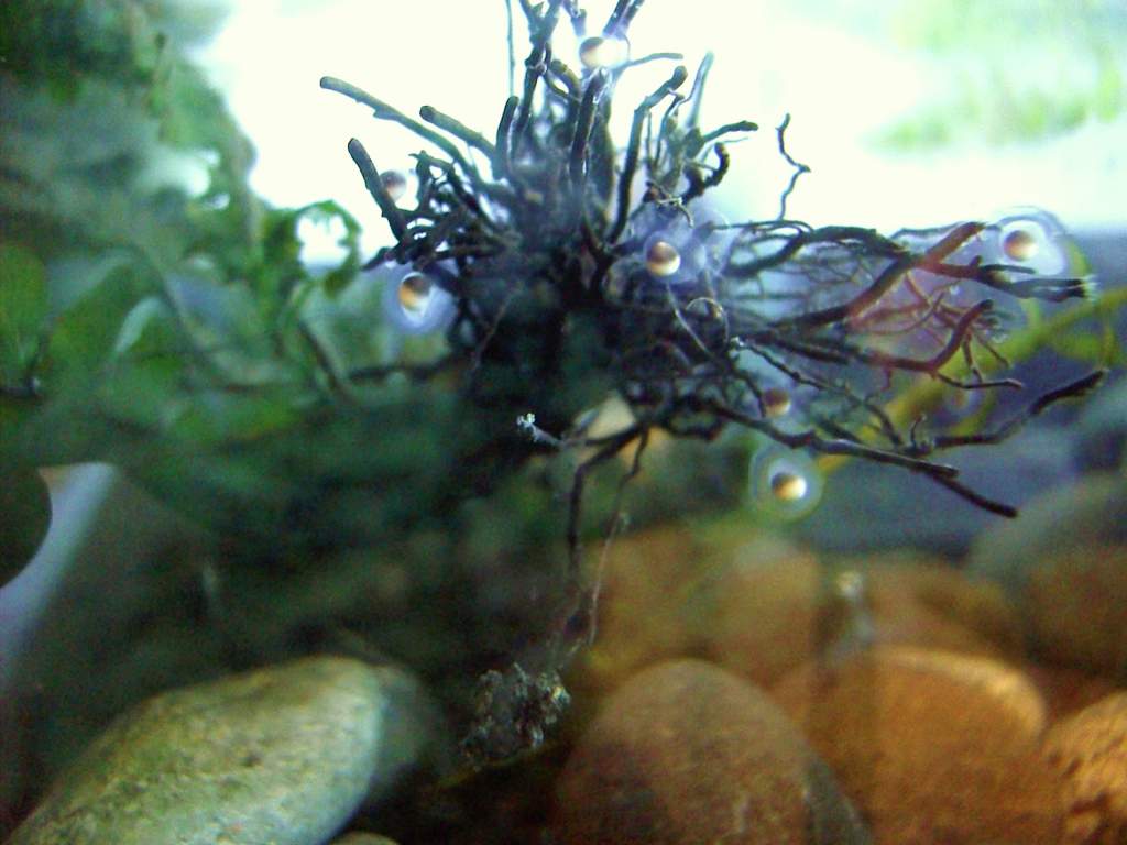 Axolotl eggs before hatching - October 19, 2008