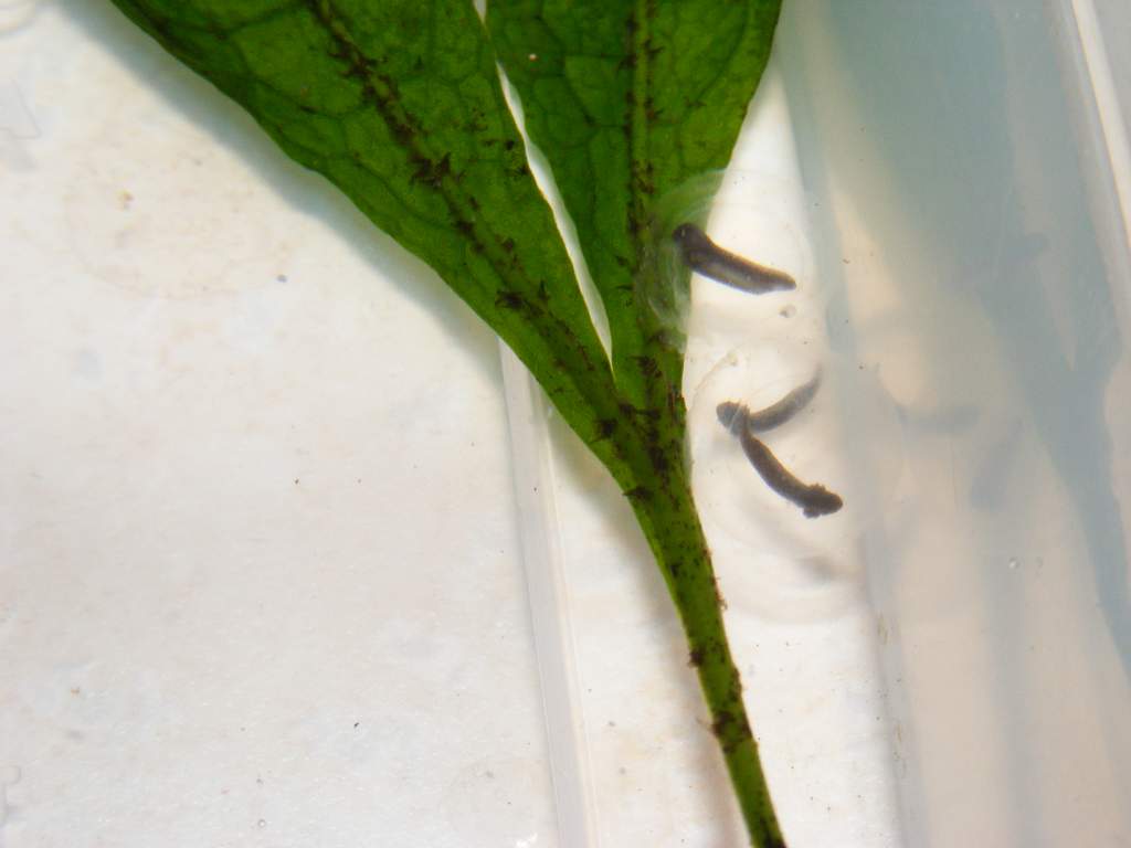 Axolotl eggs (on Java Fern leaf)