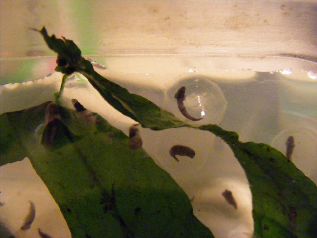 Axolotl eggs (on Java Fern leaf)
