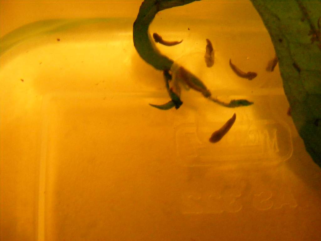 Axolotl eggs