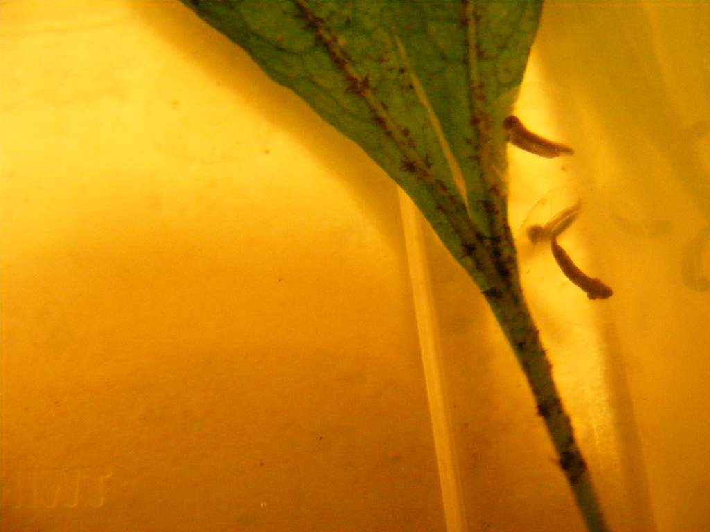 Axolotl eggs