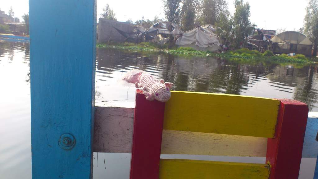 axolotl  in Xochimilco