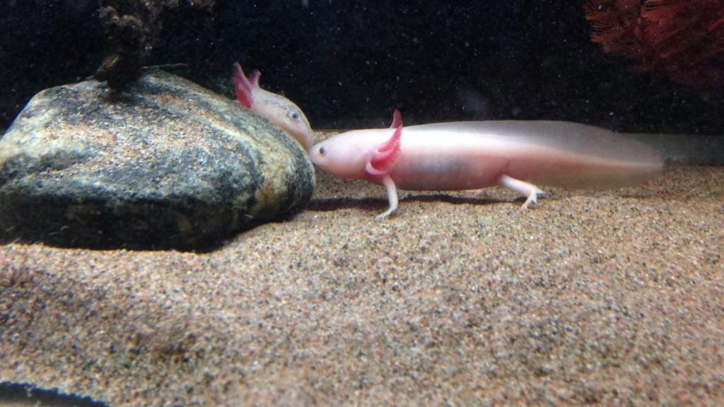 Axolotl kiss