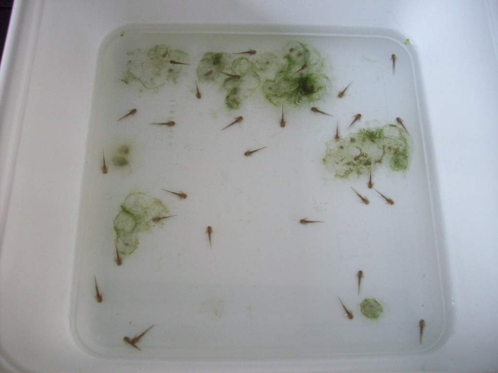 Axolotl larvea