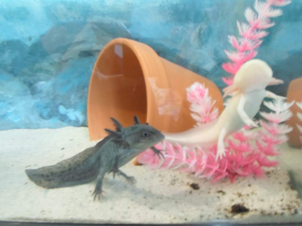 Axolotl Nell 
(and his brother Nero)