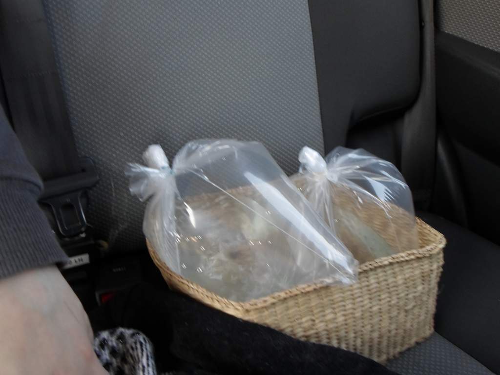 Axolotl Nell
Little baby Nell is in one of those two bags and on her way to her new home. $10 for a cutie like her doesn't seem real!