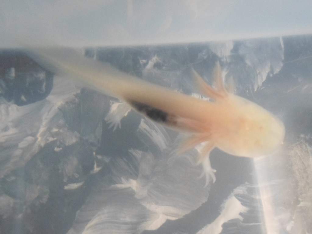 Axolotl Nell
My family thinks it's weird/gross that you can see her organs through her skin but I think it's kind of interesting. Maybe I'm weird???
