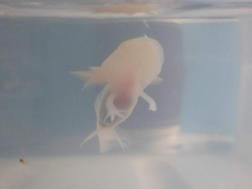 Axolotl Nell
Nell, as you can see, is missig her hand! But have no fear, as she is very little, it will grow back very quickly. So cute.