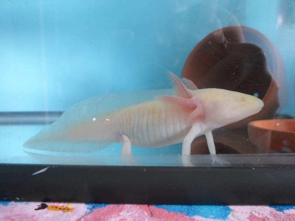 Axolotl Nell