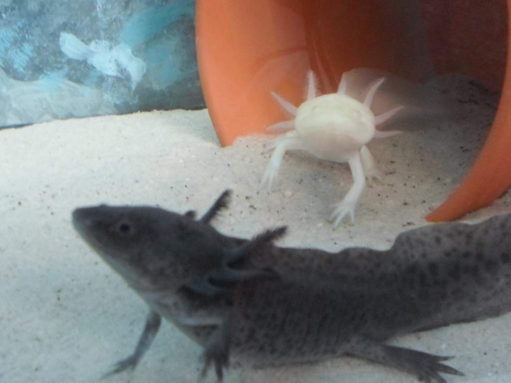 Axolotl Nero
(and Nell in the background)