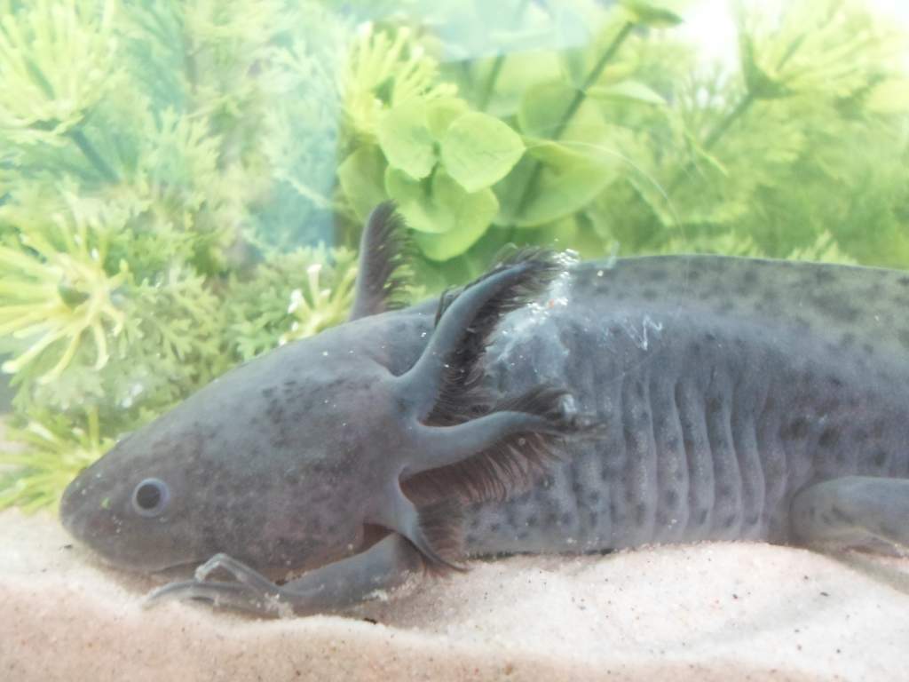 Axolotl Nero
Gill Slime?