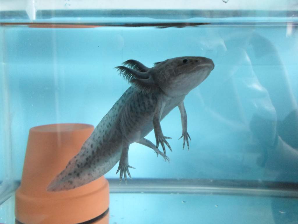 Axolotl Nero
He's getting so big! Nero is around 5 inches long now and still adorable.