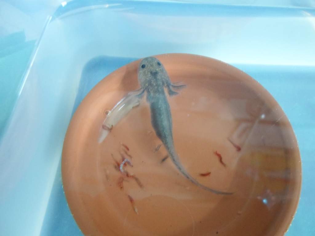 Axolotl Nero
He's so little!