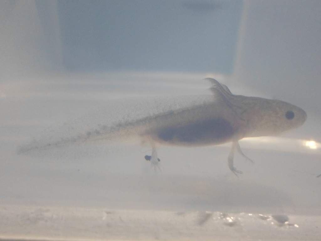 Axolotl Nero
I got Nero home safe and sound! I got them used to the temperature and then plopped them into their plastic tubs (they should only be in 