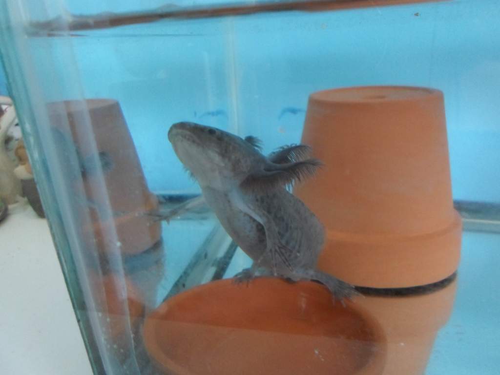 Axolotl Nero
I moved Nero and his brother Nell into my 10 gallon tank together so they could get used to eat other before they go into my 33 gallon in